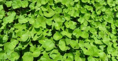 Cây rau má và các lợi ích trong cuộc sống