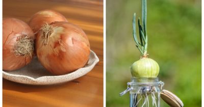 Đặt hành tây trong phòng ngủ không lo bệnh mùa đông