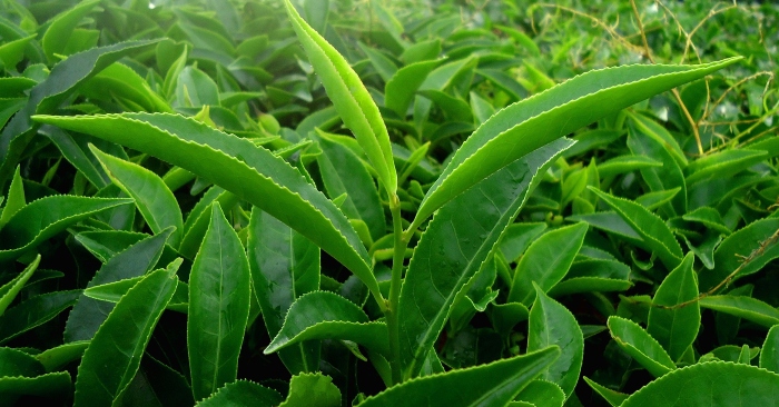 Trà xanh hay chè xanh được làm từ lá của cây trà chưa trải qua công đoạn làm héo và ôxi hóa giống với cách chế biến trà Ô Long và trà đen