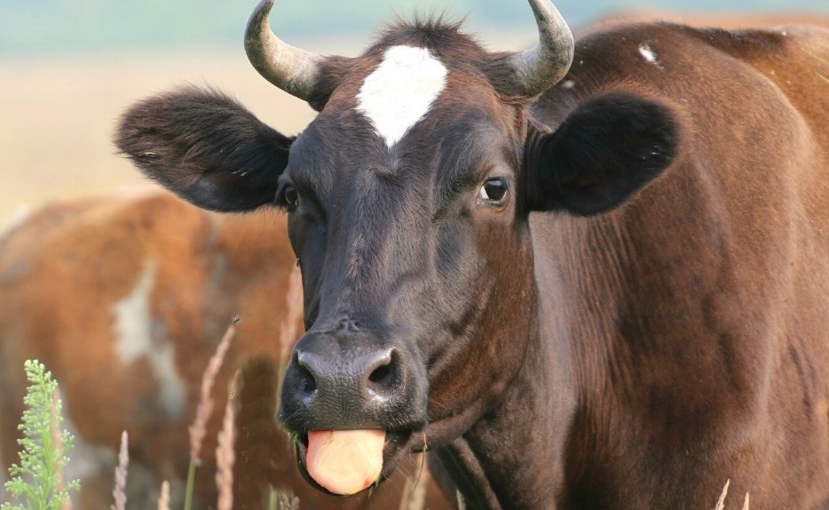Những câu đố mẹo: bài toán tính lãi bán bò