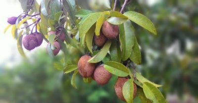 Hồng xiêm: loại quả ngon ngọt còn trị bệnh cực hay