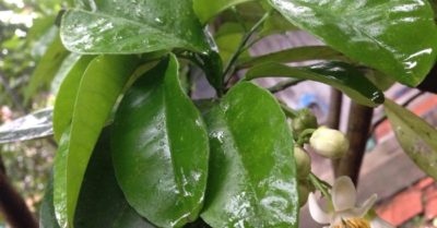 Lá bưởi vị thuốc quý giảm đau nhanh cực tốt
