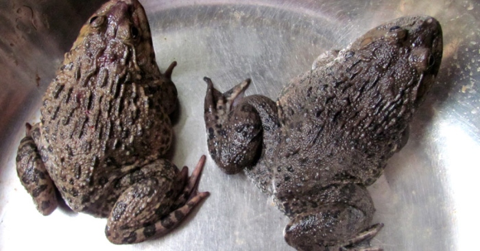 Cách nấu cháo ếch đậu xanh bổ dưỡng cho bé;  Cháo ếch đủ đủ; Cháo ếch nấu với khoai lang được không; Cách nấu cháo nhái; Thịt ếch nấu với gì.