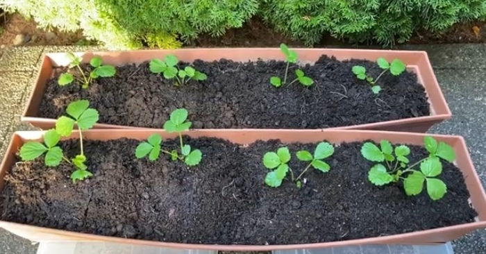Cách trồng dâu tây tại nhà bạn có thể trồng bằng cách gieo hạt hoặc bằng cây giống mua sẵn.