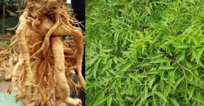 Cây đinh lăng: cây thuốc quý của người Việt