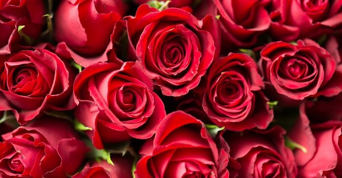 Hoa hồng là biểu tượng cho tình yêu