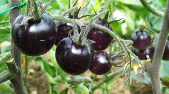 Cà chua đen có tác dụng gì đối với con người; Hạt giống cà chua đen; Cà chua đen wiki; Cà chua socola;Cà chua đen giá bao nhiều