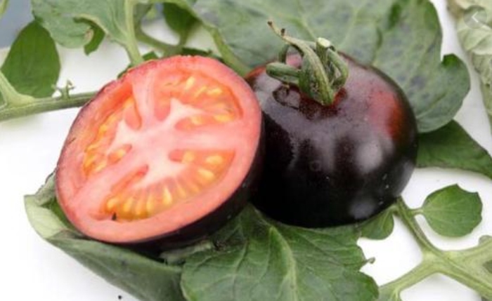 Cà chua đen có tác dụng; Cà chua đen Đà Lạt;  giúp hỗ trợ tiêu hóa, điều hóa gan, làm thanh mát máu, thanh nhiệt cơ thể, làm cho cơ thể khỏe mạnh, thoải mái hơn.