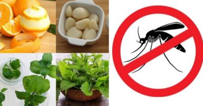Cách đuổi muỗi hiệu quả từ nguyên liệu có sẵn tại nhà