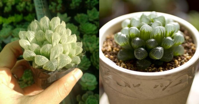 Mua đất trồng sen đá TpHCM; Chậu sen đá mini; Vườn sen đá Hồ Chí Minh; Nguồn cung cấp sen đá.