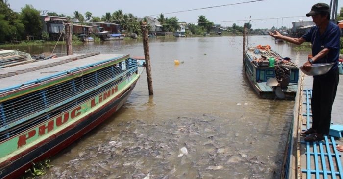 Chi trăm triệu nuôi đàn cá 'hoang' dưới sông của người đàn ông miền Tây