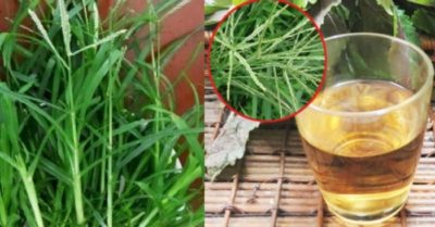 Cỏ mần trầu: công dụng bất ngờ chữa được nhiều loại bệnh