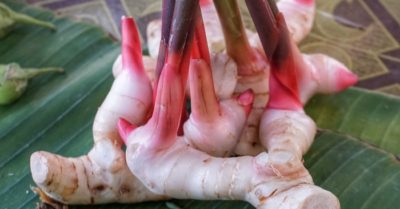 Củ riềng không chỉ là gia vị còn chữa bệnh cực hay