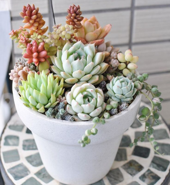 Hạt giống sen đá; Những loại sen đá khó trồng; Các loại sen đá Hàn Quốc; Cách chọn sen đá đẹp; Các loại sen đá ưa mát.