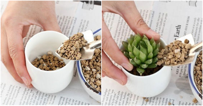Hạt giống sen đá; loại sen đá sedum; Các loại sen đá ưa mát; Những loại sen đá khó trồng; Các loại sen đá hoa hồng.