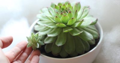 Sen đá Phật Bà – Ý nghĩa, cách trồng và chăm sóc cây khỏe mạnh