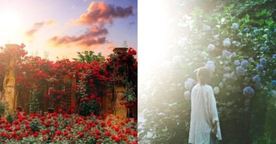 Thất bại ở thành phố, cô gái trẻ chọn về quê với ngôi nhà phủ đầy hoa
