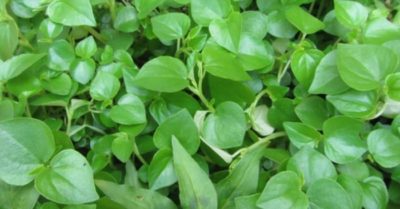 Rau càng cua, món ngon, dược liệu quý