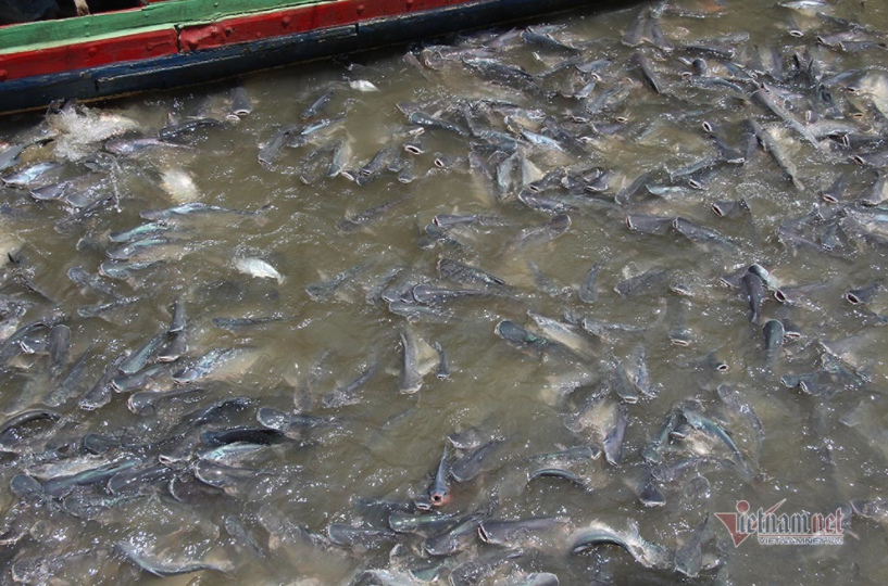 Chi trăm triệu nuôi đàn cá 'hoang' dưới sông của người đàn ông miền Tây