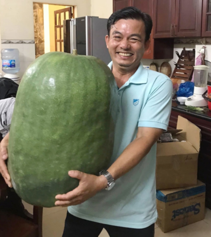 Quả bí đao nặng hơn 34 kg ‘khổng lồ’ trên vườn sân thượng Sài Gòn