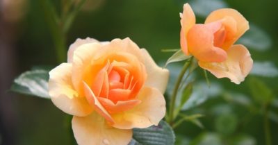 Tử vi 12 cung hoàng đạo ngày 5/5/2021: con số may mắn của từng cung hôm nay