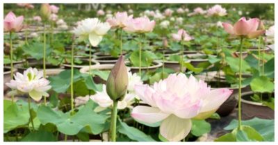 Choáng ngợp ‘đầm sen cạn’ hơn 10.000 chậu của chàng trai ‘bỏ phố về quê’