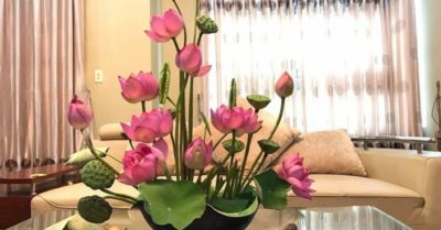 Cách cắm hoa sen đẹp và tươi lâu tuyệt hay!