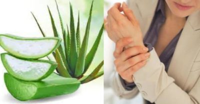 Cây nha đam chữa bệnh khớp được không?