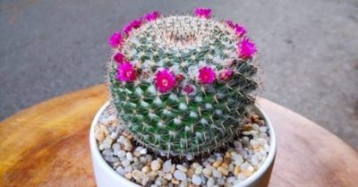 Chậu xương rồng nhỏ giá bao nhiêu – Cách chăm sóc để cây ra hoa
