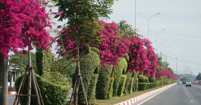 lãnh 7 năm tù vì cưa 24 gốc hoa giấy tại TP. Vũng Tàu
