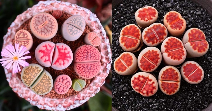 Giá sen đá mông Lithops - Cách chăm sóc để cây nhanh ra hoa