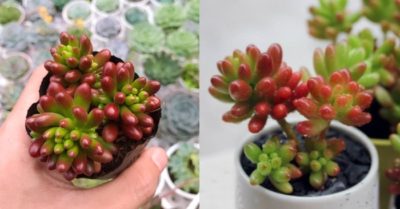 Giá sen đá thạch ngọc đỏ, vàng, tím, xanh – Đặc điểm, ý nghĩa