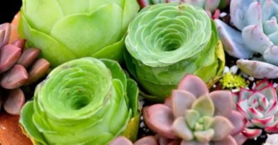 Top 11 địa chỉ bán sen đá Sài Gòn