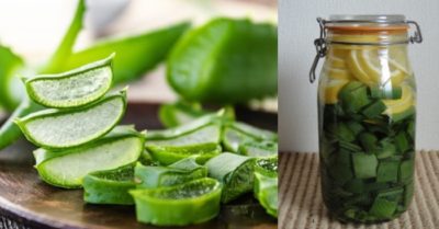 Nha đam ngâm rượu có tác dụng gì? Cách sử dụng?