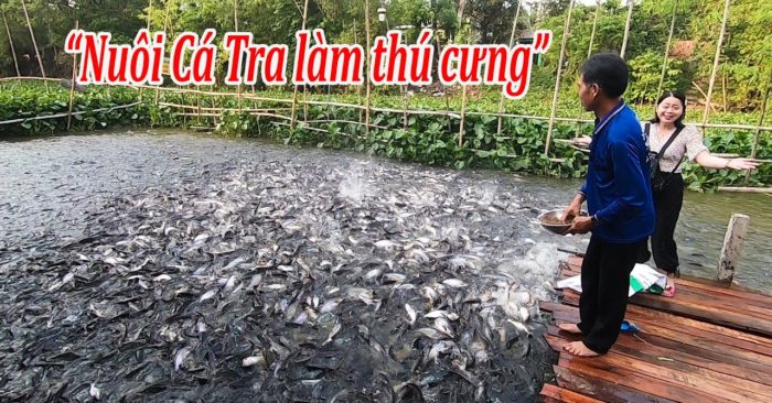 lão nông nuôi hàng ngàn con cá Tra tự nhiên như thú cưng ở An Giang