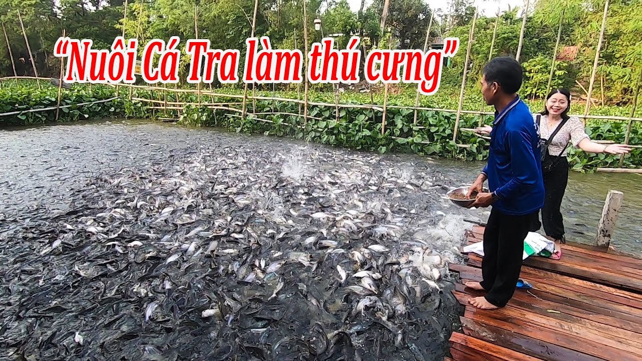 lão nông nuôi hàng ngàn con cá Tra tự nhiên như thú cưng ở An Giang