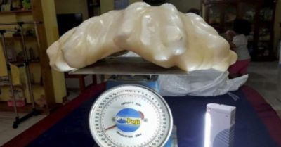 Ngư dân vô tình vứt viên ngọc trai khổng lồ 34kg dưới gầm giường suốt 10 năm