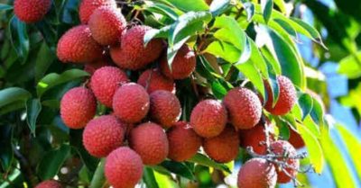 Quả vải cực tốt nhưng ăn thế nào cho đúng?
