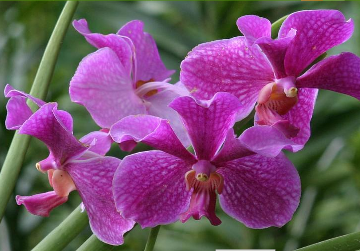 Các loại hoa lan phổ biến ở Việt Nam; Lan Vanda; Các loại hoa lan quý; Các loại hoa lan trong dưới đất.