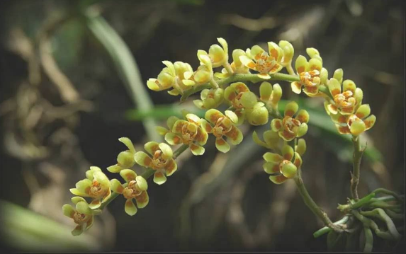 Lan căn diệp; Các loại hoa lan phổ biến ở Việt Nam; Hình ảnh hoa lan căn diệp; Cách trồng lan Bạc diệp.