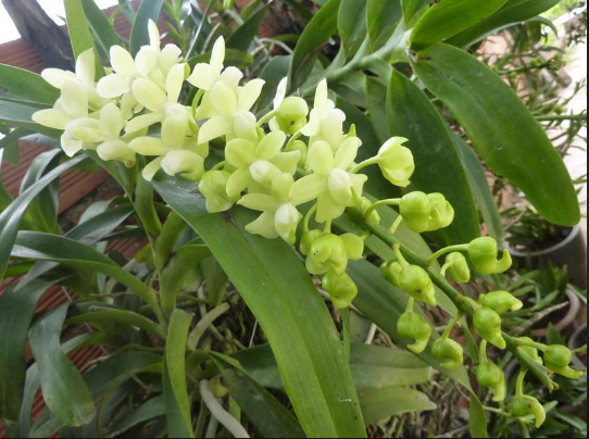 Các loại hoa lan phổ biến ở Việt Nam; Quế lan hương; Mua lan rừng kg; Tên các loại lan rừng.