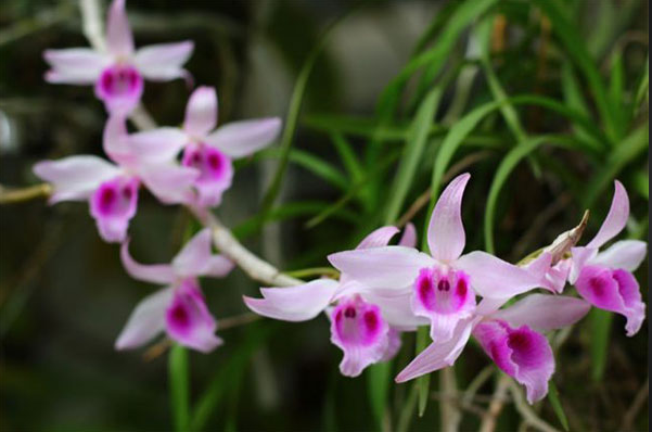 Lan hạc vỹ thiên cung Đài Loan; Các loại hoa lan phổ biến ở Việt Nam; Giá các loại lan trên thị trường; Thị trường hoa lan hiện nay.