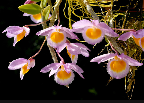 Lan nghệ tâm; Các loại hoa lan phổ biến ở Việt Nam; Hoa lan đột biến; Tên các loài hoa lan.
