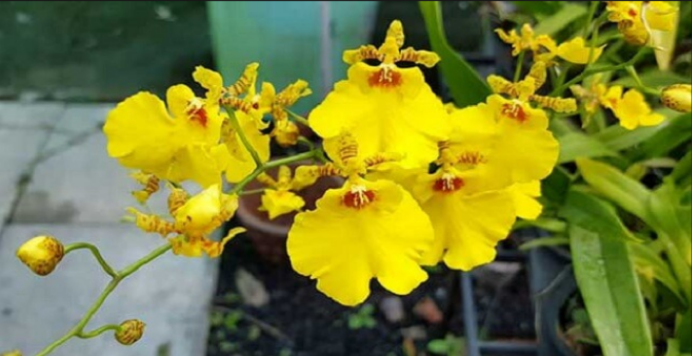 Các loại hoa lan phổ biến ở Việt Nam; Lan vũ nữ (Oncidium); Các loại lan rẻ tiền; Các loài lan không có hoa.