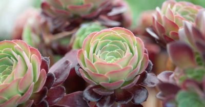 Sen đá aeonium tím giống mới xinh đẹp và độc lạ