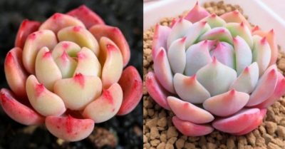 3 địa chỉ bán sen đá bánh bao lửa giống mới giá rẻ ship tận nơi