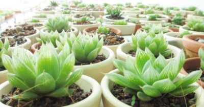 Sen đá dạ quang trắng – xanh mang ý nghĩa phong thủy cho gia đình
