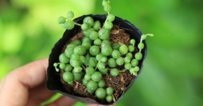 3 cách nhân giống sen đá giọt nước hiệu quả