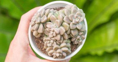 Sen đá kim tuyến – Đặc điểm, cách chăm sóc và nhân giống cây hiệu quả