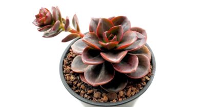 Sen đá nhật nguyệt – Ý nghĩa, đặc điểm và cách trồng hiệu quả